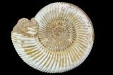 Polished Jurassic Ammonite (Perisphinctes) - Madagascar #104952-1